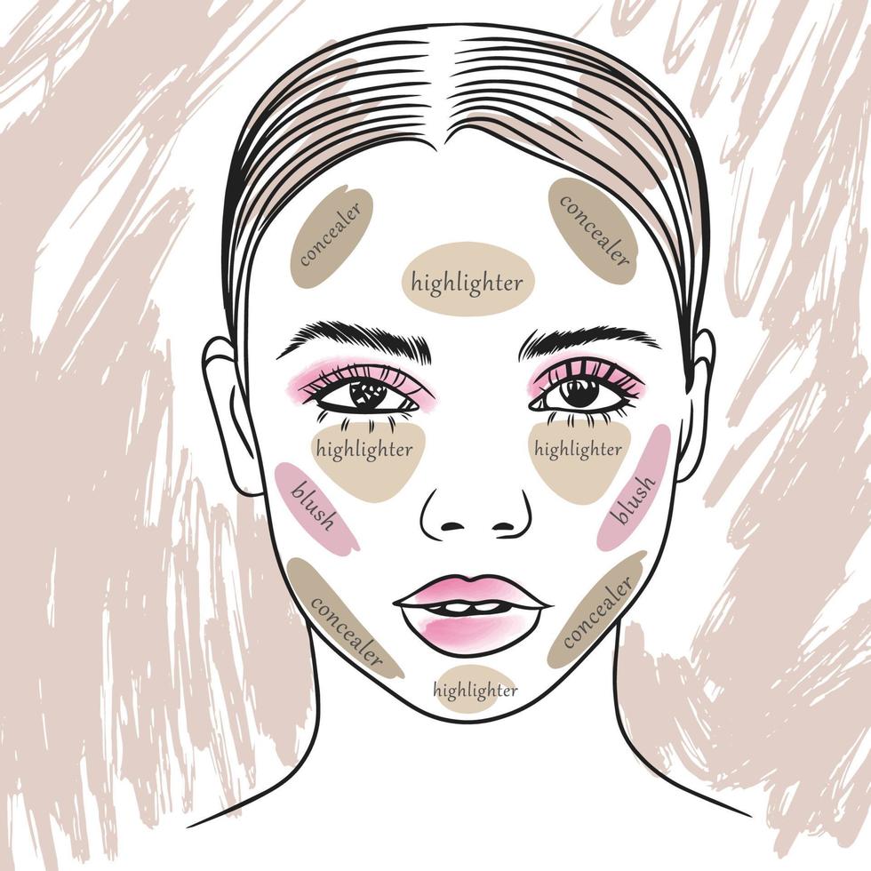 The scheme of the correct application of contour makeup, highlighter, concealer, blush vector