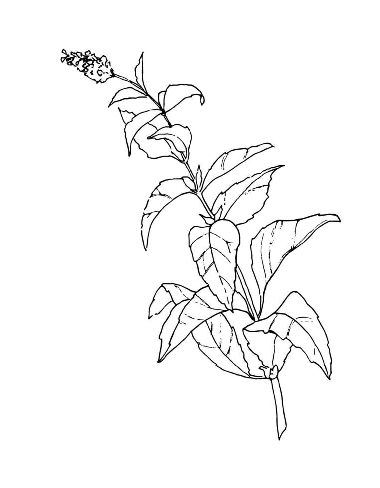 Sketch of Mint. Hand drawn vector illustration of Peppermint in outline style. Engraved drawing of Herb