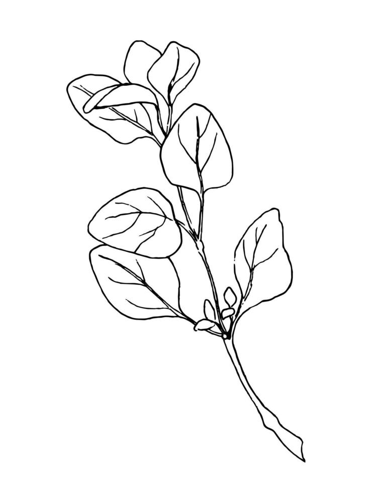 Oregano plant. Vector Sketch of kitchen herb. Botanical hand drawn illustration. Engrave ink drawing