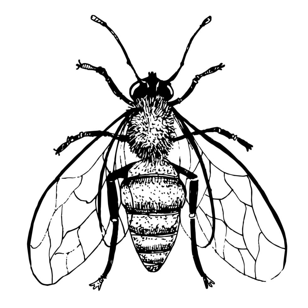 Vector Honey Bee in vintage style. Hand drawn Sketch of insect. Engraved bumble. Drawing of bumblebee