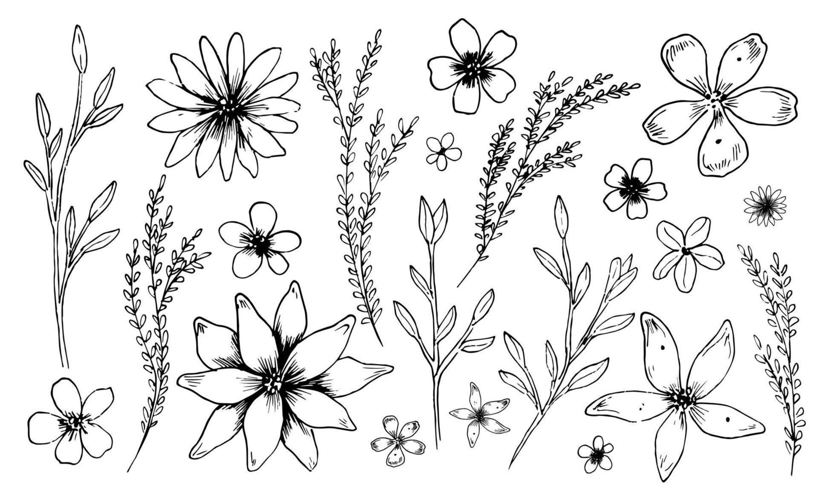 Simple vector Flowers and Plants. Sketch of Plants in outline style. Floral linear drawing of chamomile and daisy