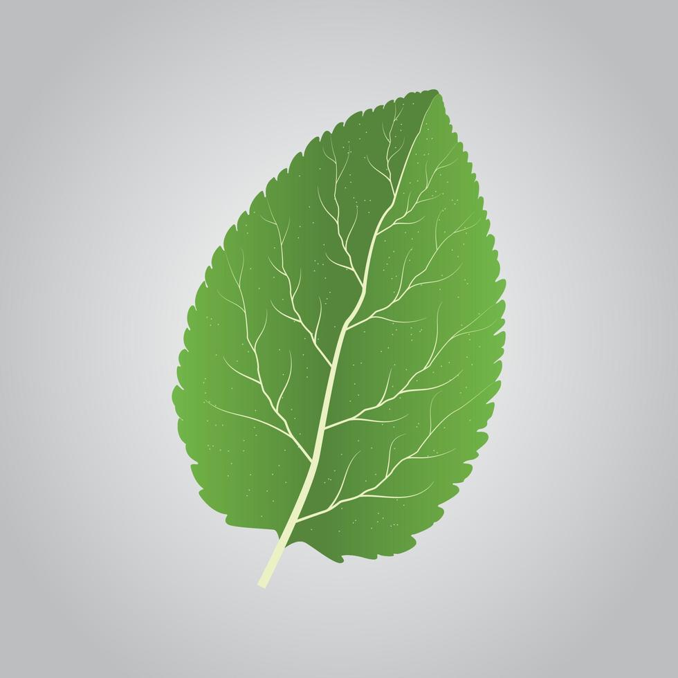 hoja vectorial de una planta de cerca vector