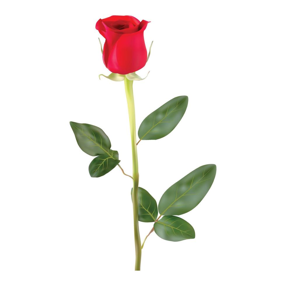Abstract vector red rose isolated on white background