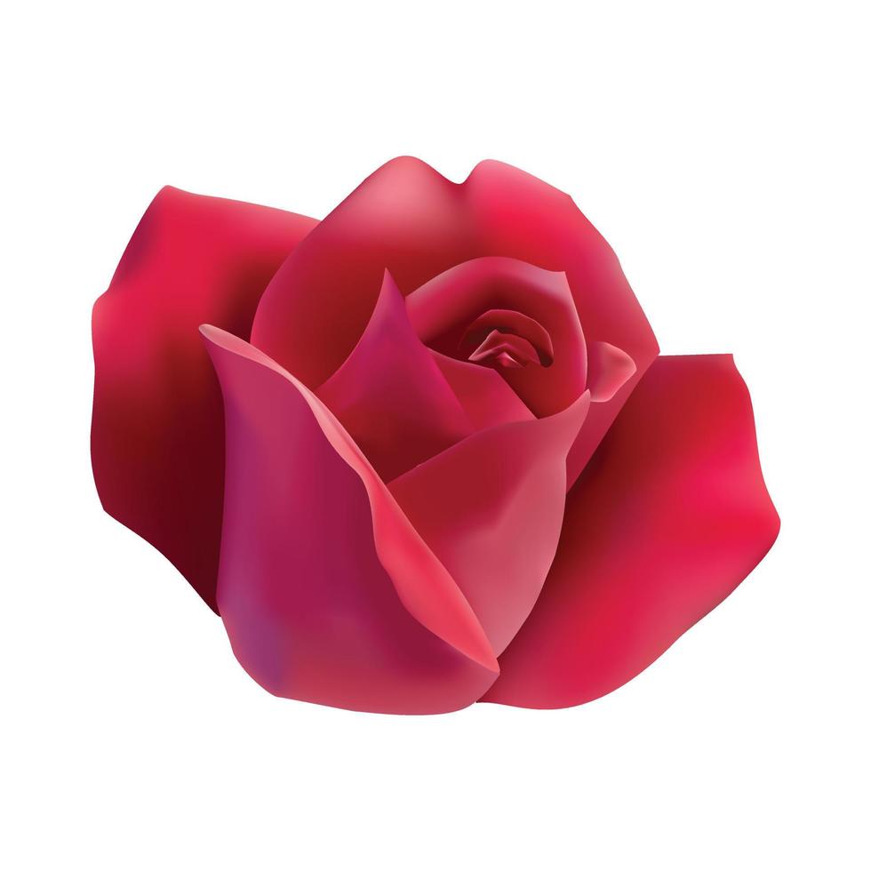 Vector red rose flower isolated on white background