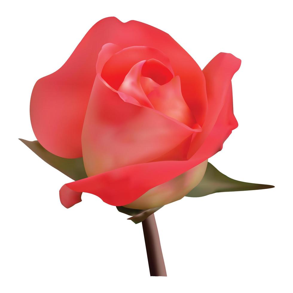 Awesome Beautiful Realistic Red Rose Flower Vector Design