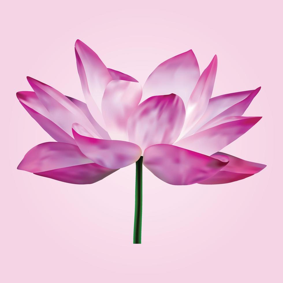 Single beautiful lotus flower isolated vector