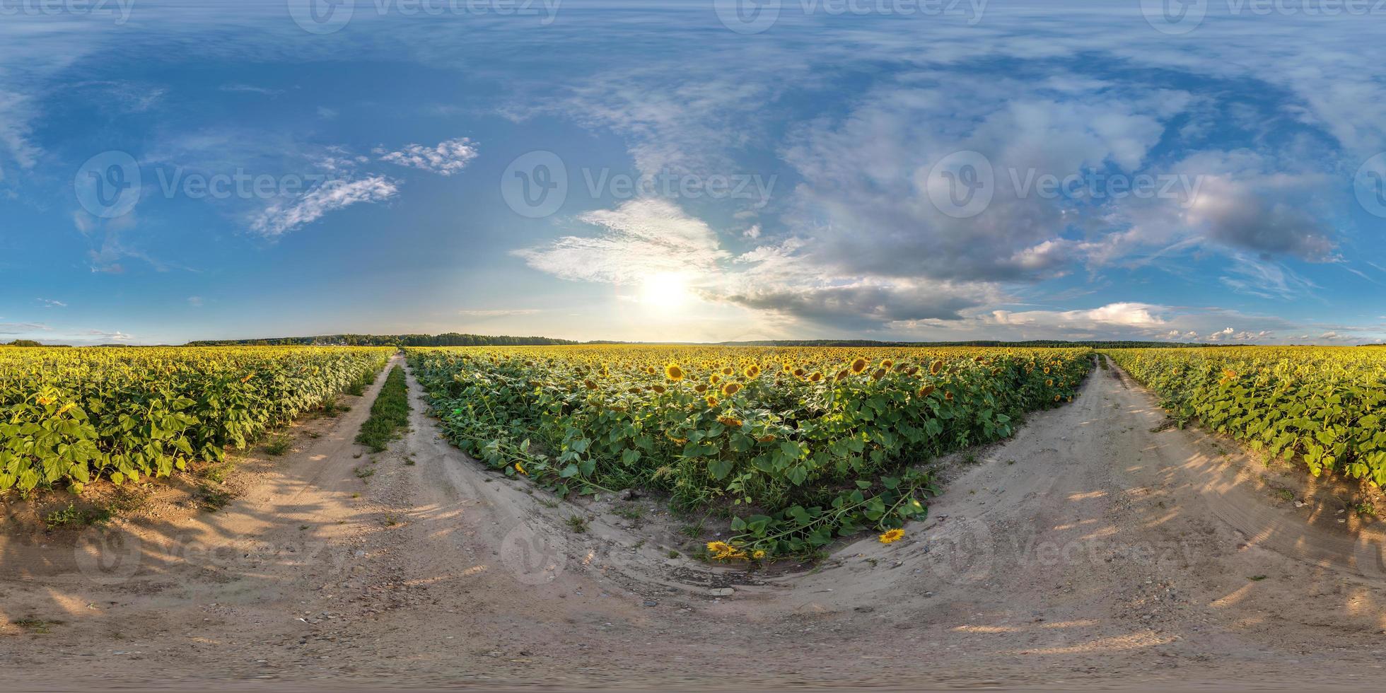 full seamless spherical panorama 360 by 180 degrees angle view on gravel road among sunflowers fields in sunny summer evening in equirectangular projection, skybox VR AR virtual reality content photo