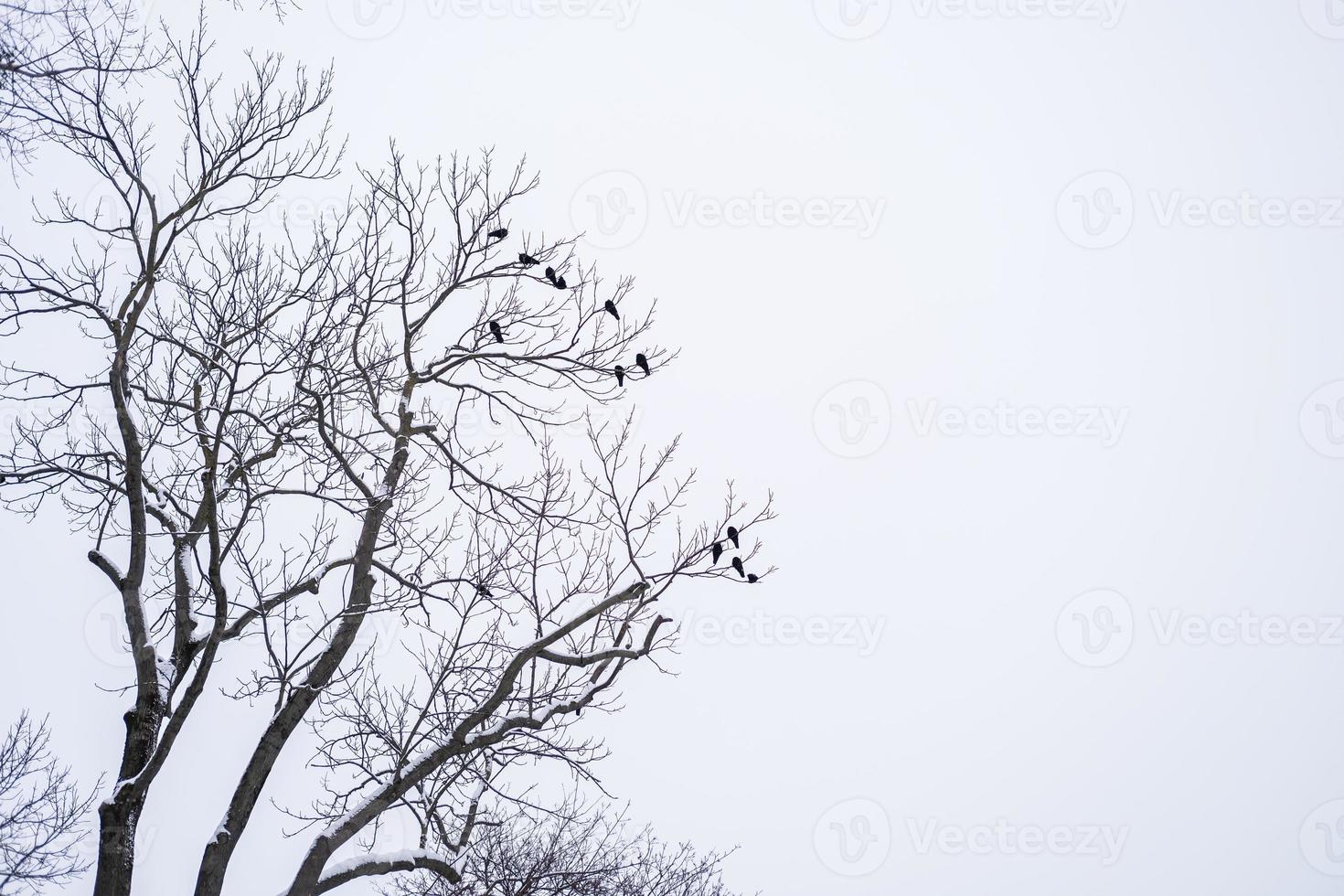 flock of birds on a high tree in the park. Bare tree branches photo