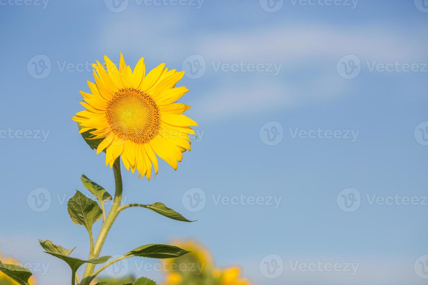 close up sunflower flutters in the wind in blue sky as background photo