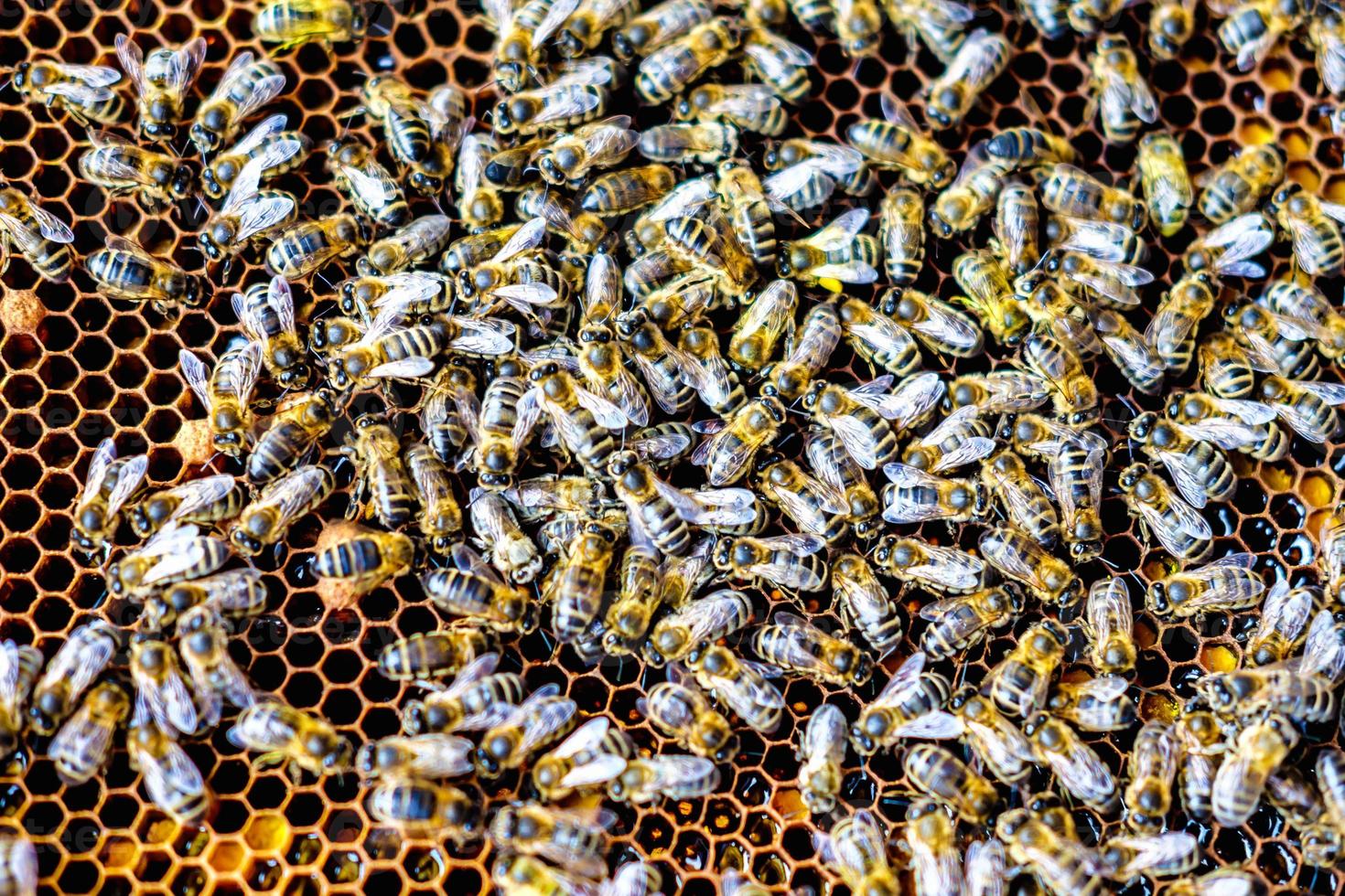 swarm of bees on honeycomb frames  in apiary photo
