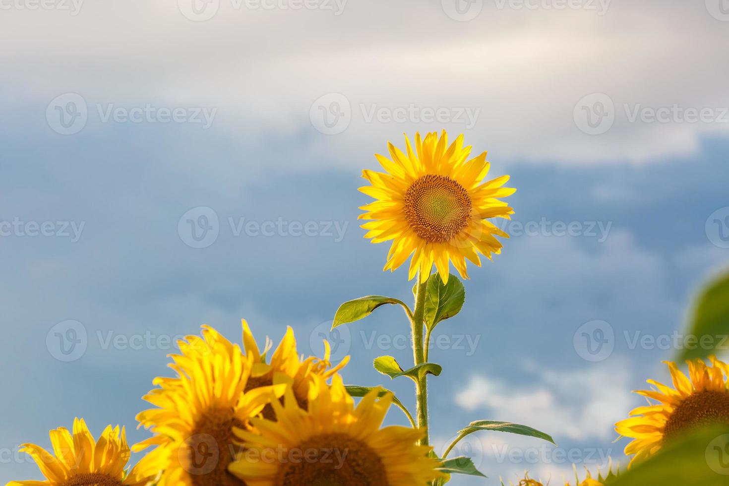 close up sunflower flutters in the wind in blue sky as background photo