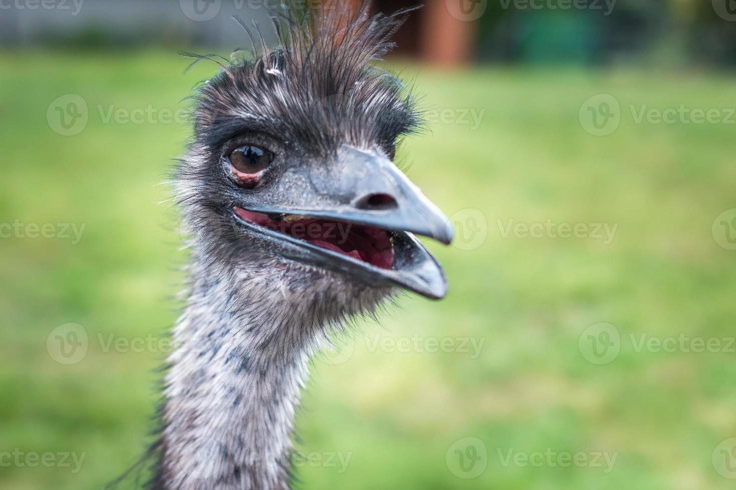 close-up head of an ostrich with an open beak photo