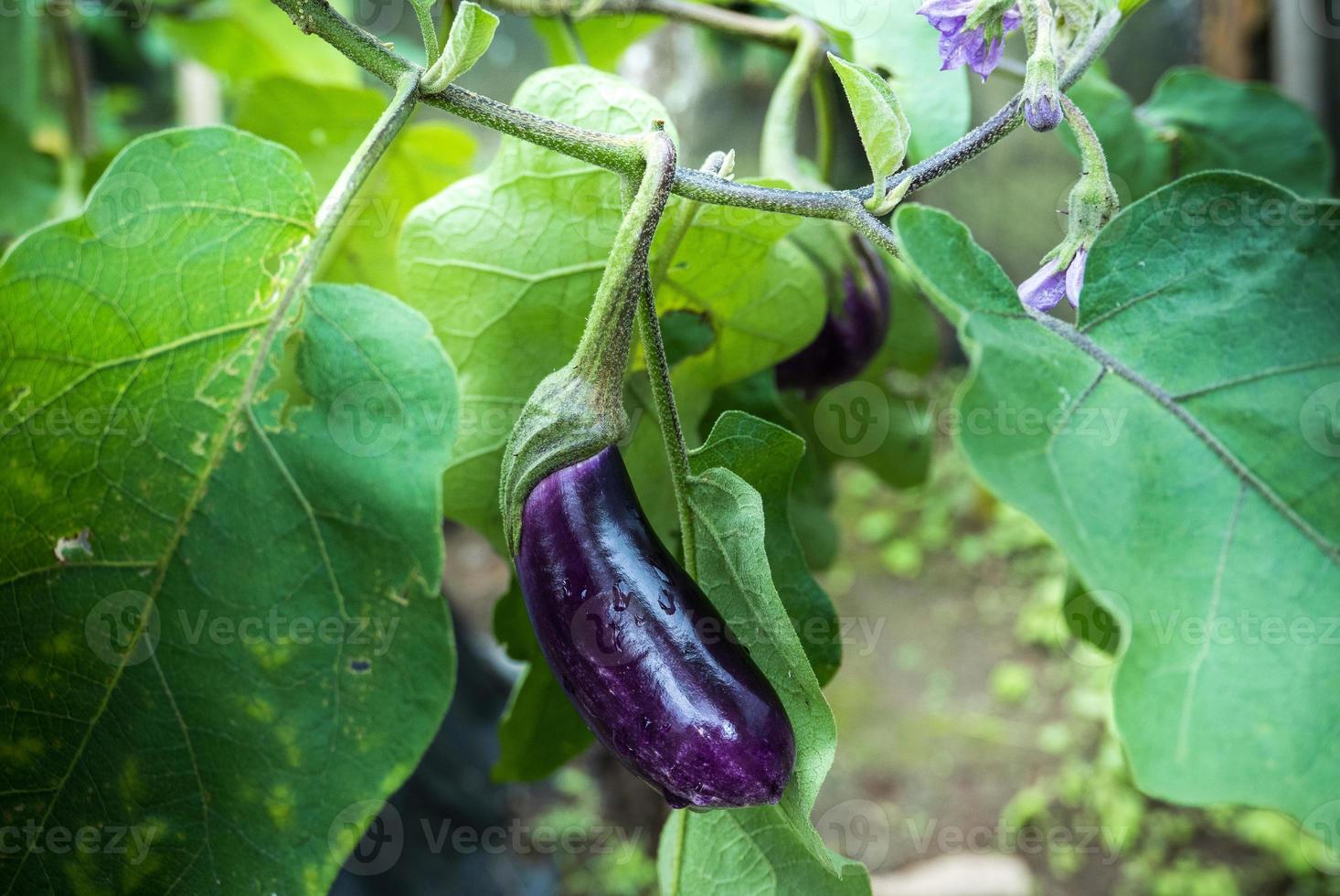 Eggplant or aubergine or brinjal grows in a organic garden on a beautiful morning light. Eco gardening concept. fresh and raw, showing its leave. organic vegetables. Selective focus. photo