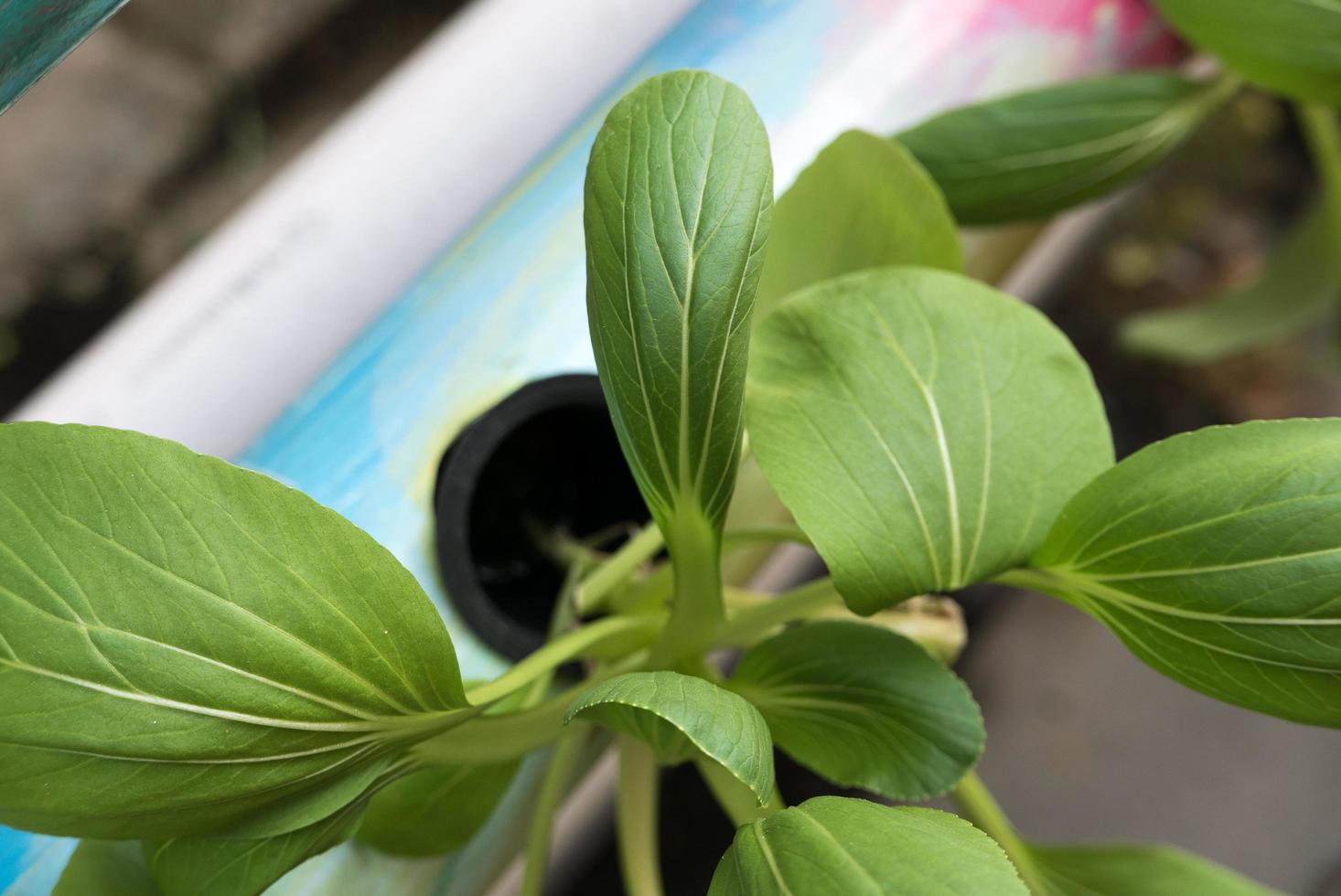 Growing pakcoy and planting by hydroponic system. Fresh green color, close up look. Agriculture concept photo