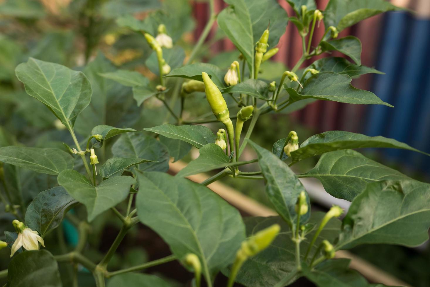 Balinese green chili plant hanging on its tree, growing in organic farmland. Great for organic vegetable and gardening concept. Close up image photo