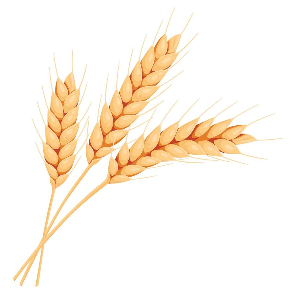 Wheat ears. Illustration for design beer, bread, flour packaging. Symbols for healthy natural farming food, whole organic spikelets elements on white. vector