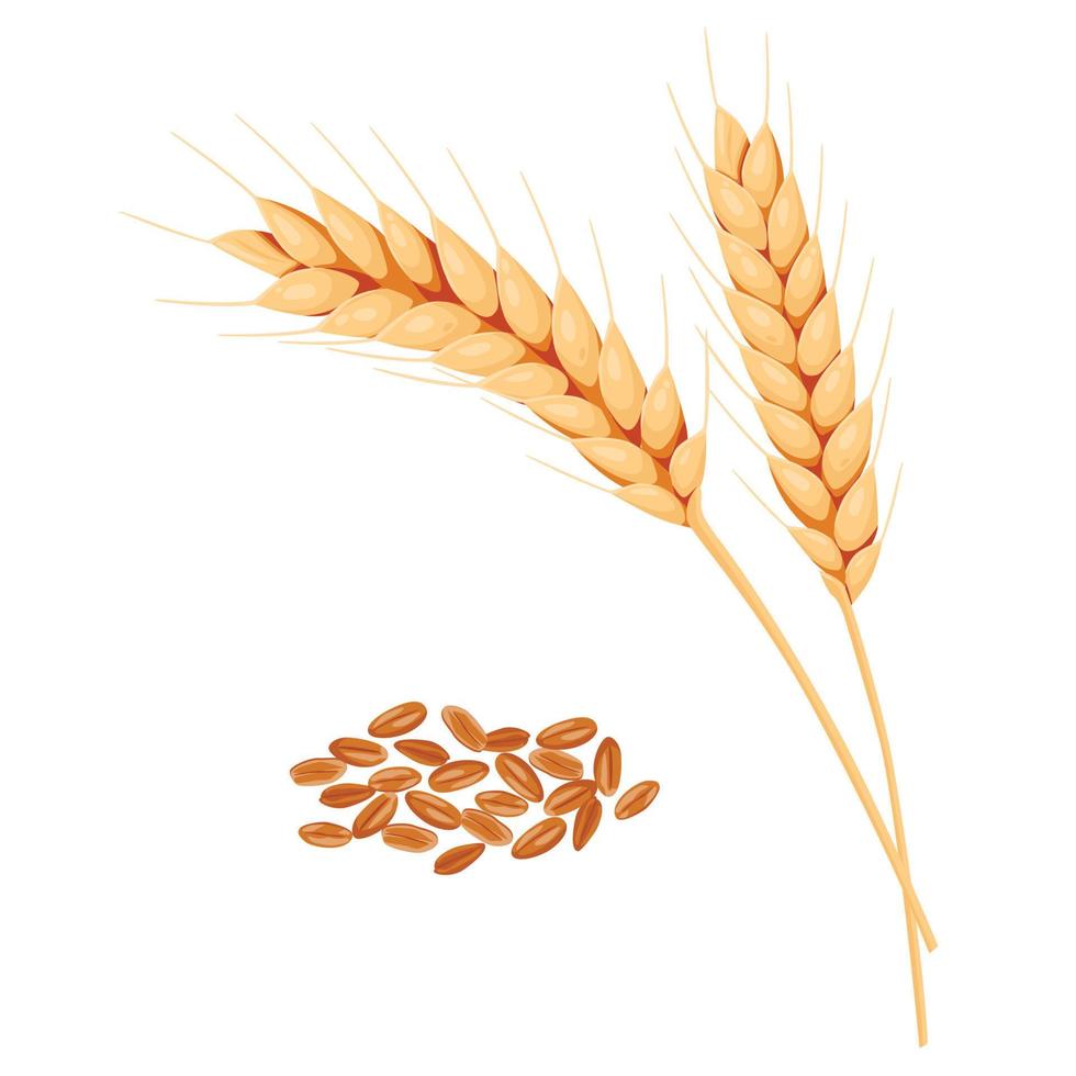 Wheat ears and grains. Illustration for design beer, bread, flour packaging. Symbols for healthy natural farming food, whole organic spikelets elements on white. vector