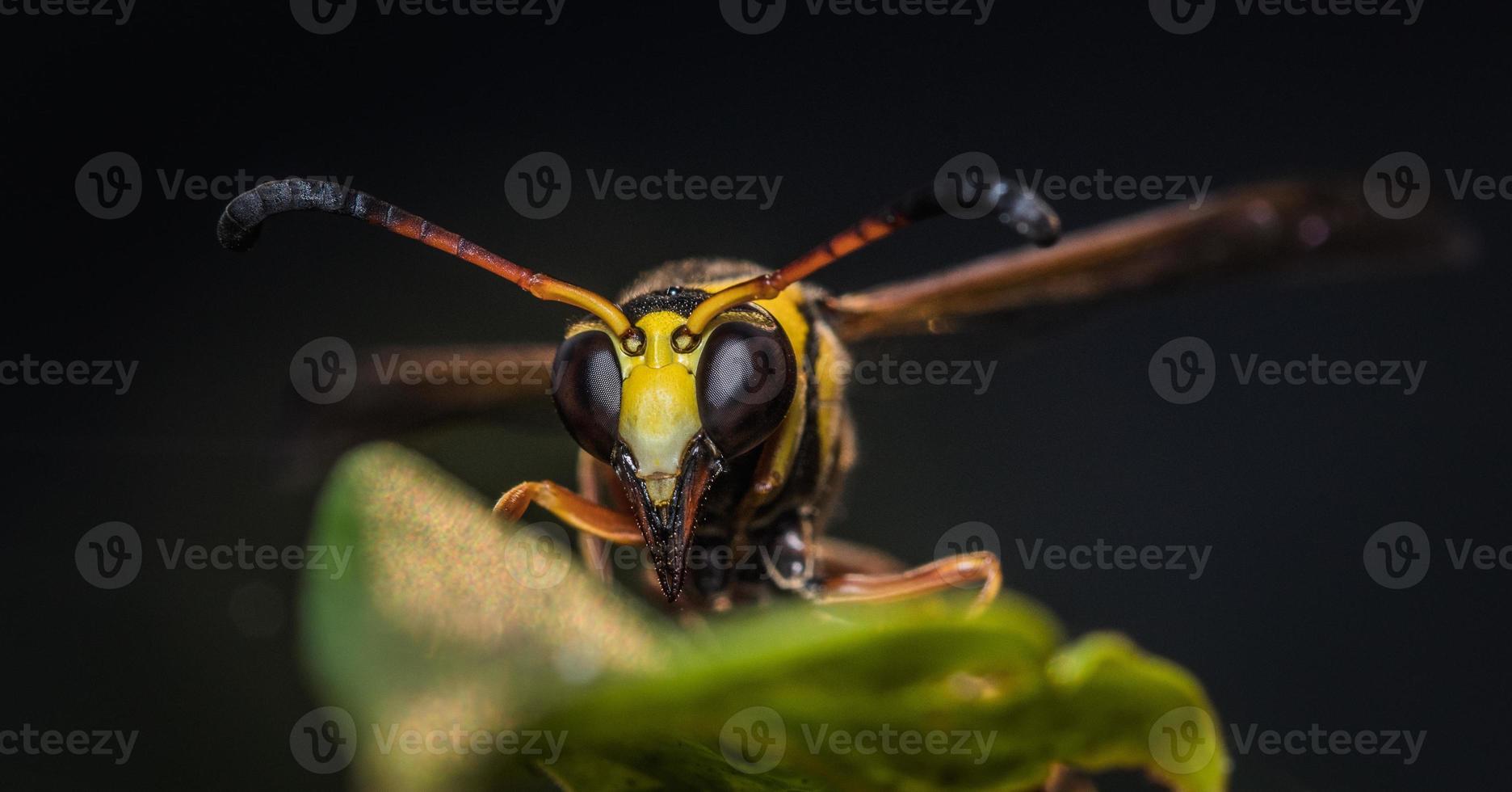 Close up yellow stripped wasp on leaf photo