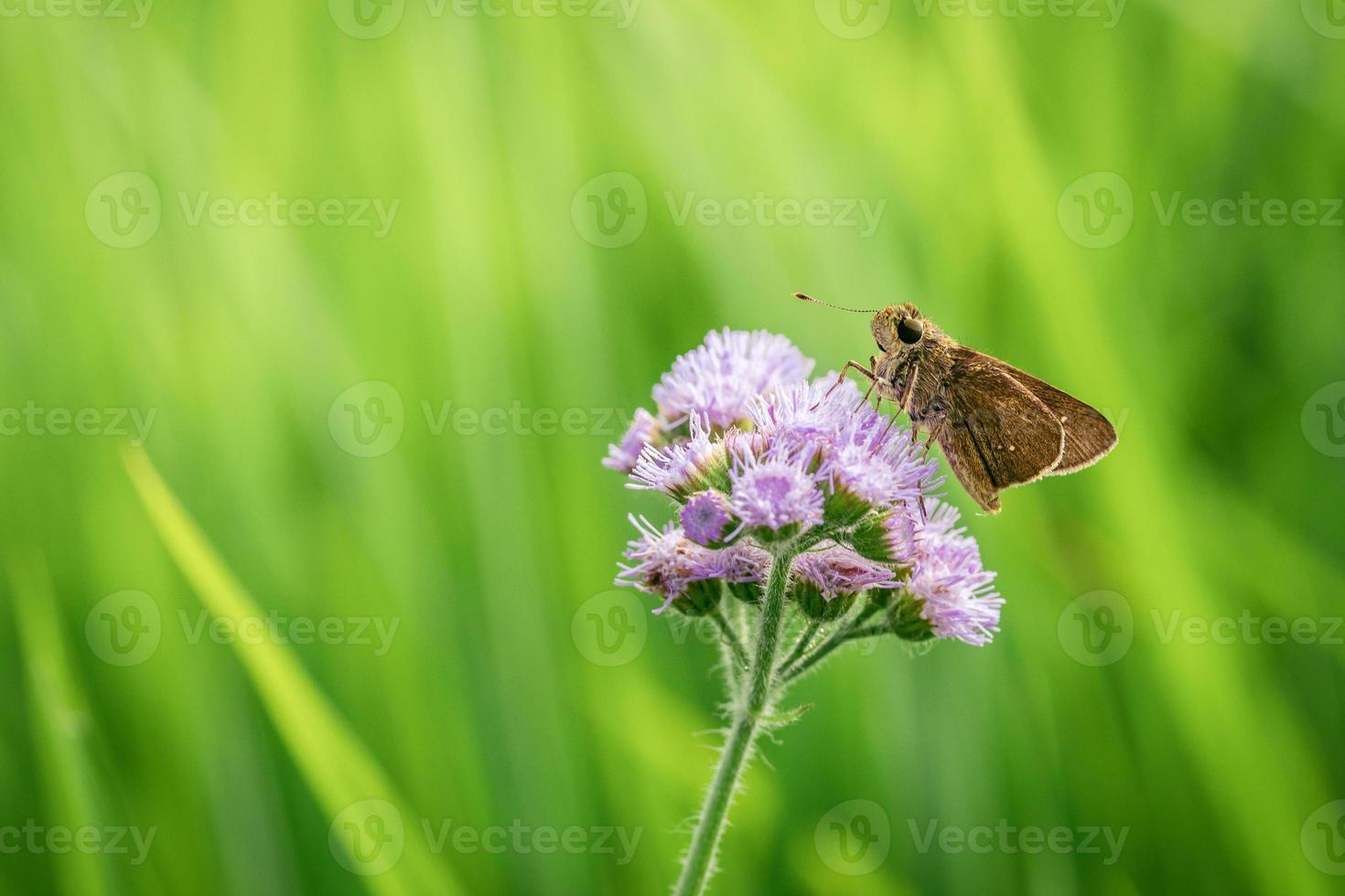 Close up of skipper insect on grass photo