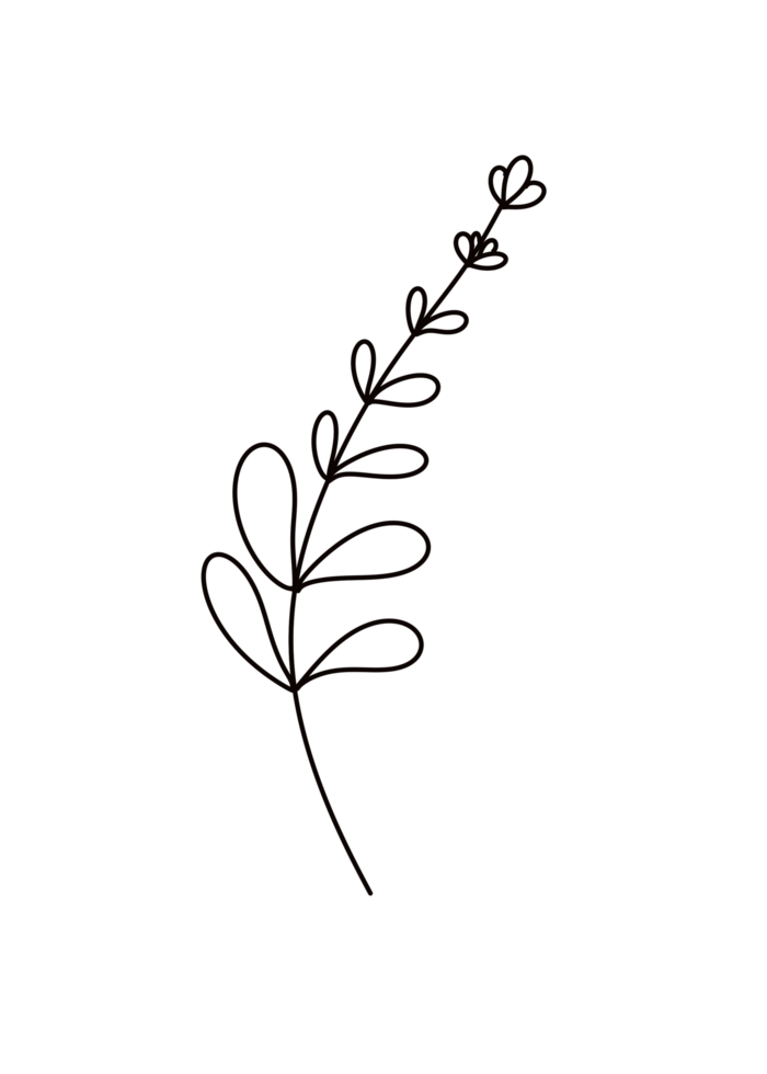 One line drawing monstera leaf and palm tree leaves png