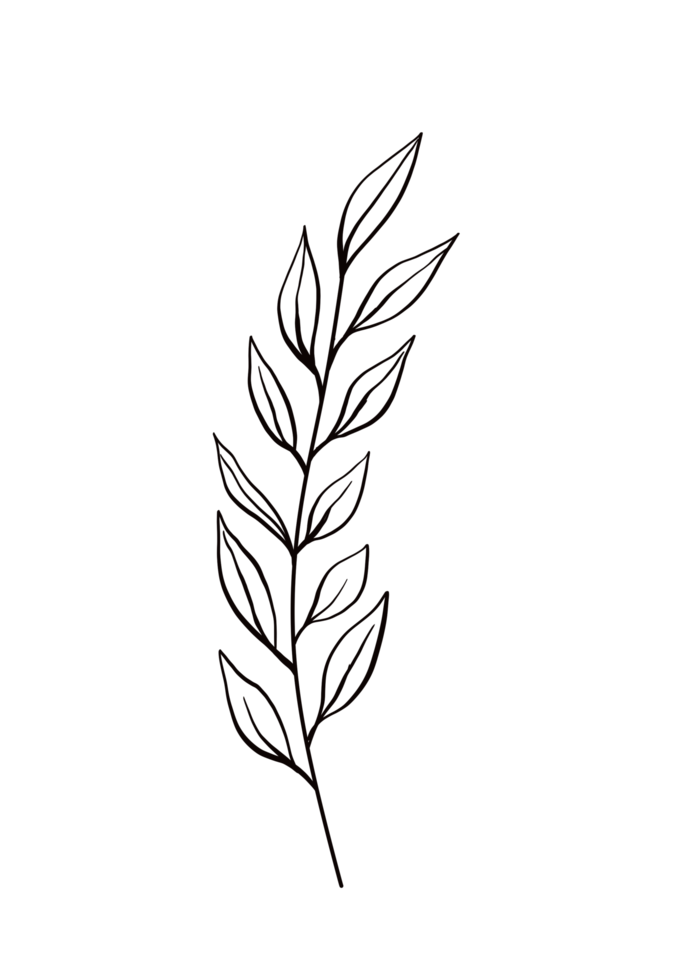 One line drawing monstera leaf and palm tree leaves png