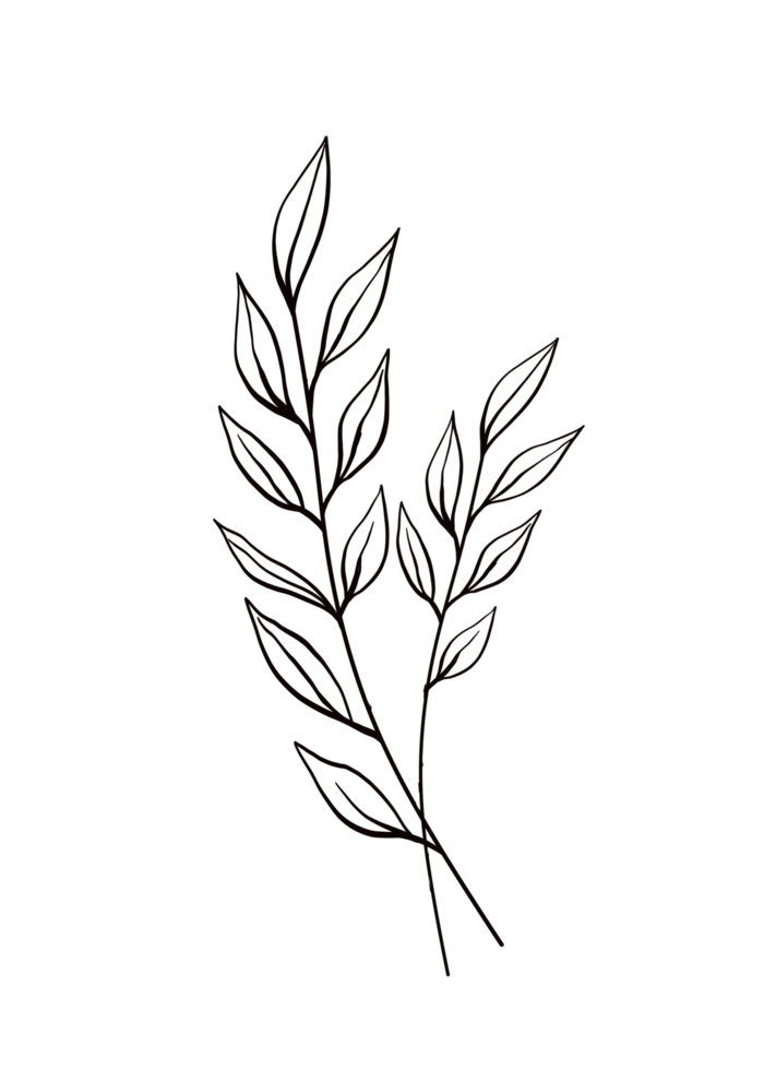 One line drawing monstera leaf and palm tree leaves png