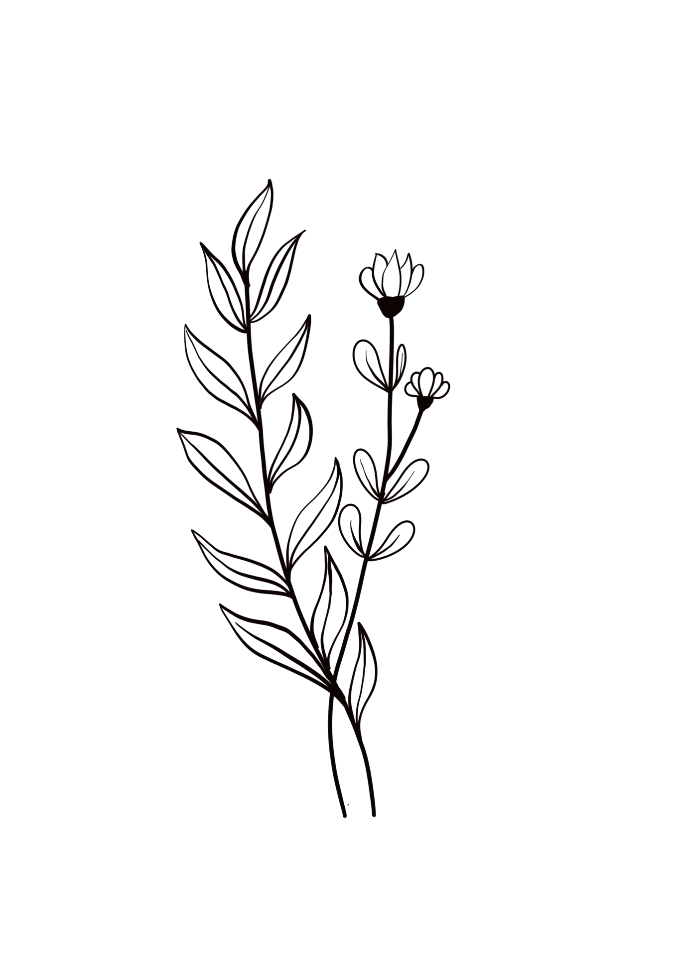 Sketch Leaf PNG Transparent Images Free Download | Vector Files | Pngtree