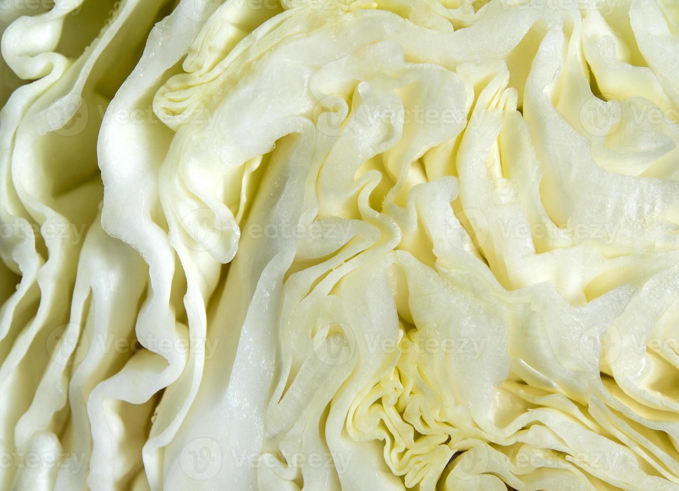 Close up to texture of inside a Cabbage photo