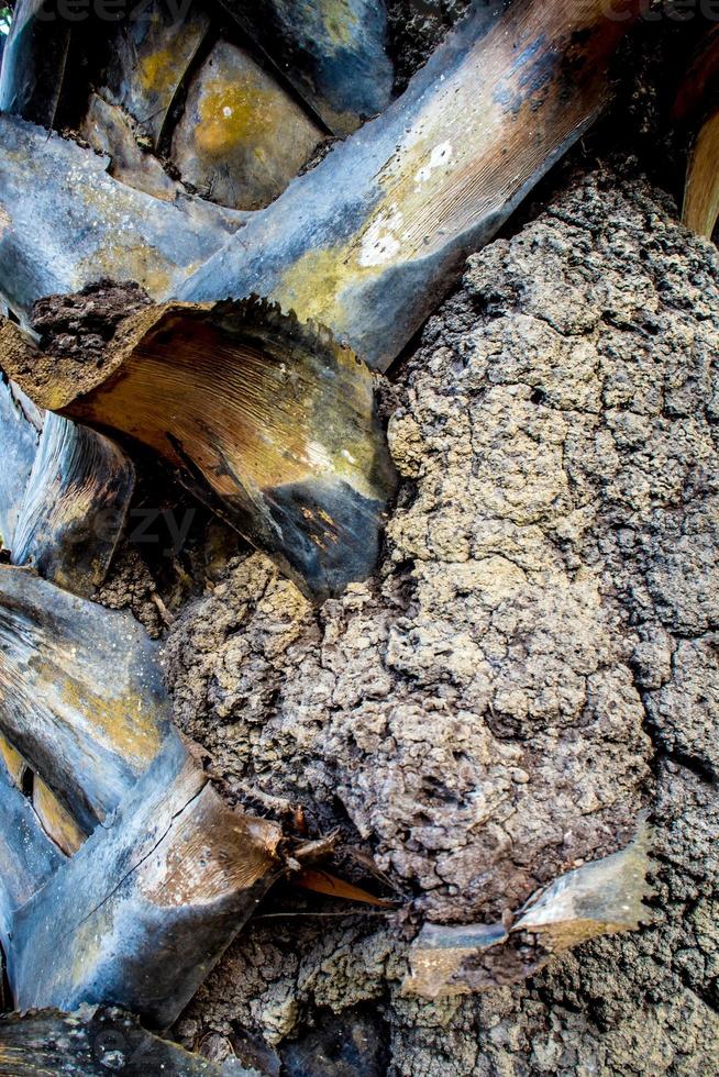 termites anthill on the sugar palm trunk photo