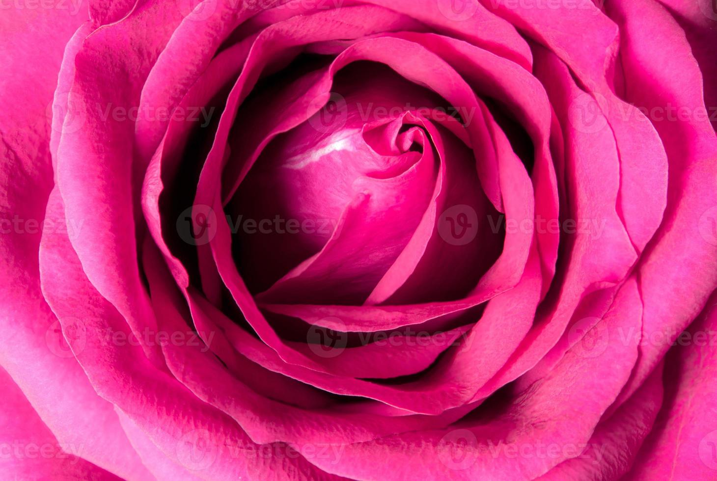 Sweet color of pink rose , Romance color natural floral background photo