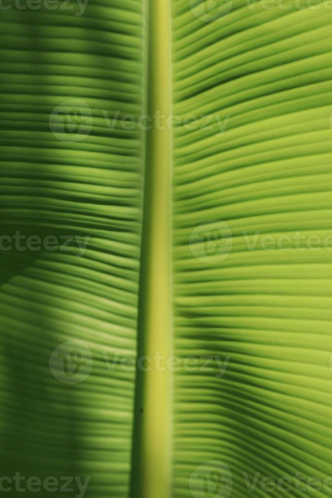 Green banana leaf details with natural patterns and veins form the veins that nourish the leaves to be beautiful and stand out naturally on a sunny blue day. photo