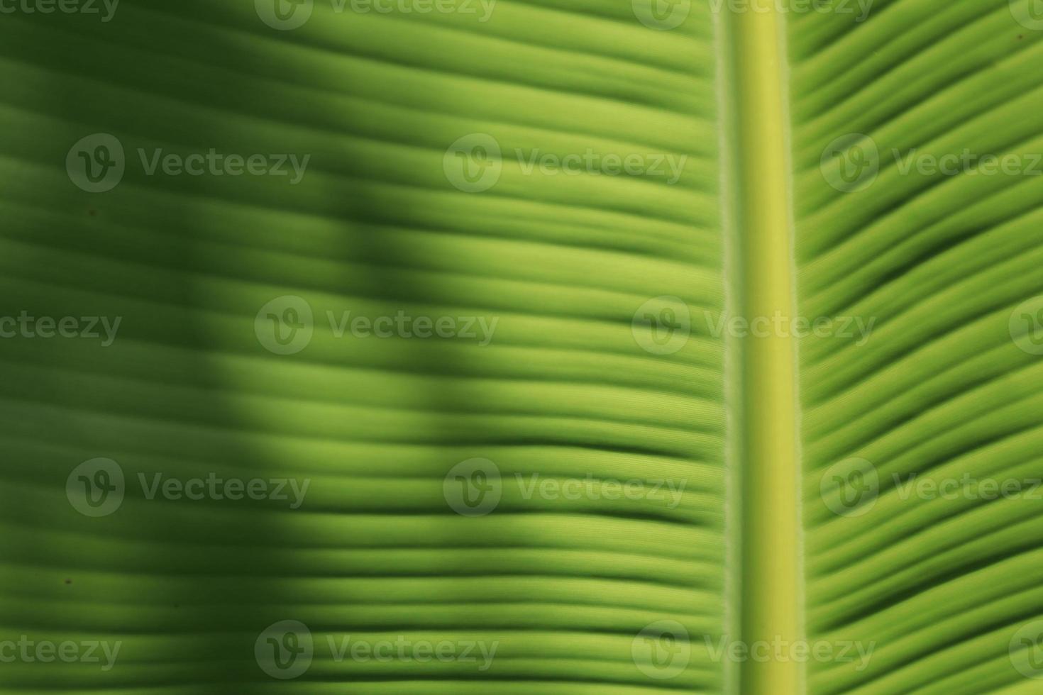 Green banana leaf details with natural patterns and veins form the veins that nourish the leaves to be beautiful and stand out naturally on a sunny blue day. photo