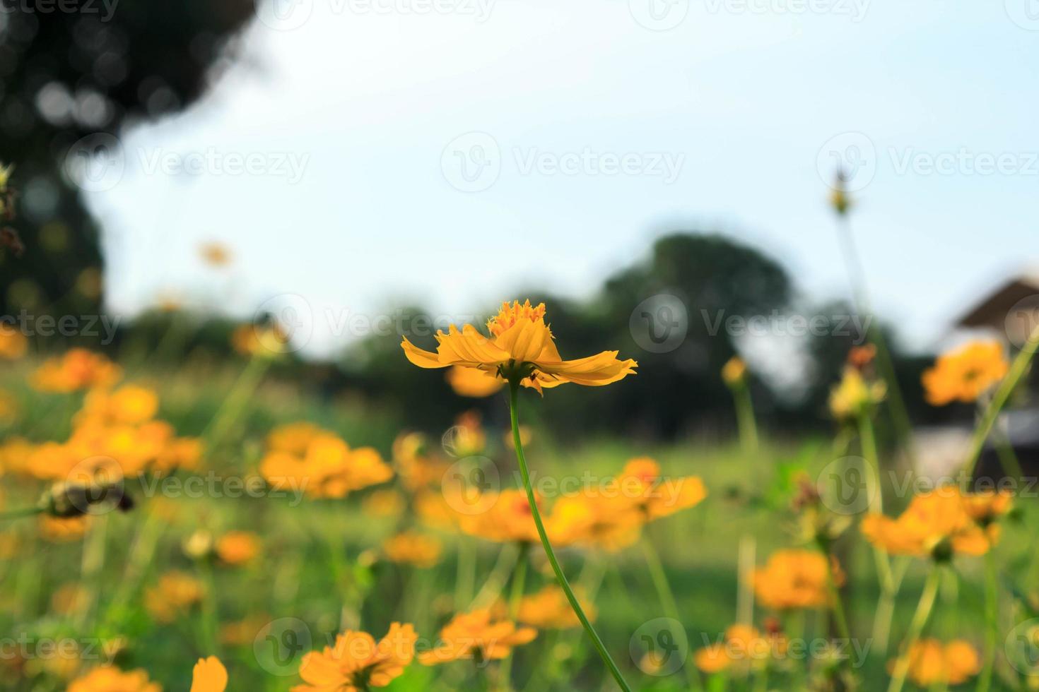 Naturally beautiful yellow cosmos or starburst flowers blooming in the sun on a very hot day. creative nature against the blue sky background photo