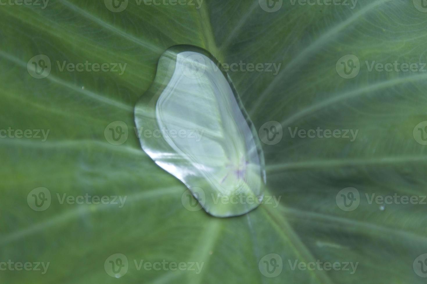 Green taro leaves with beautiful natural patterns and rolling water on the taro leaves that nature has created to prevent the taro leaves from getting wet naturally. photo