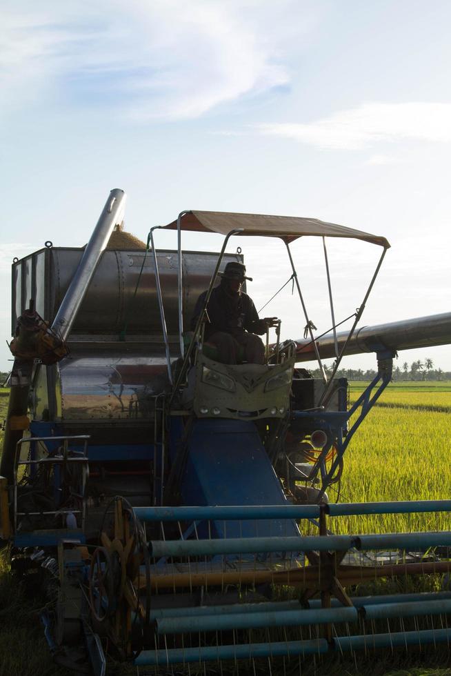 Combine harvesters are harvesting golden rice in the farmer's fields to sell and send to industrial plants for processing into various commodities and exporting to foreign countries for consumption. photo