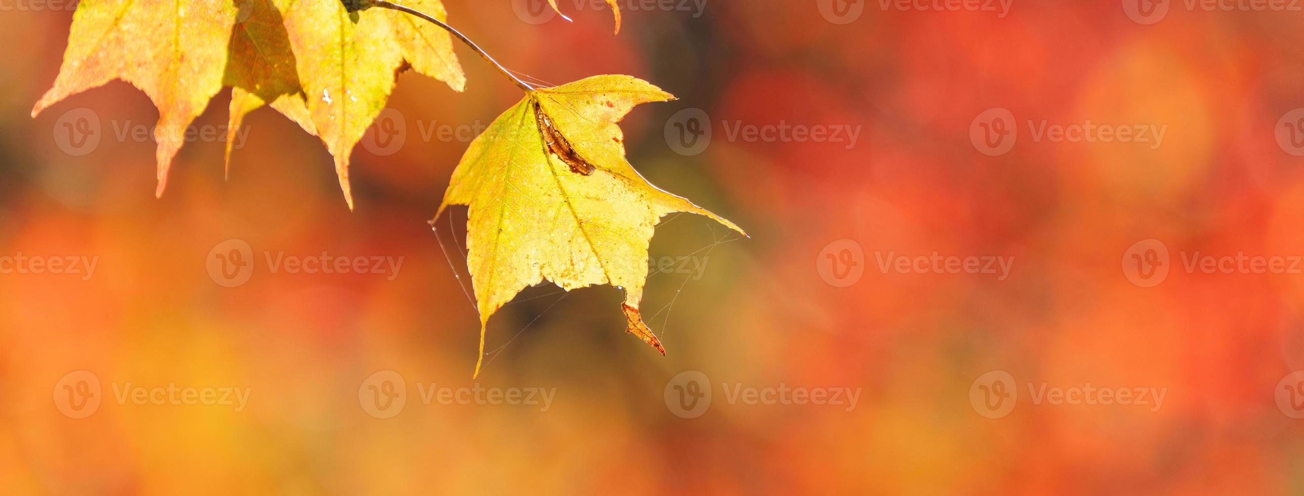 Close up of beautiful maple leaves isolated on bokeh blurry background in autumn season. photo