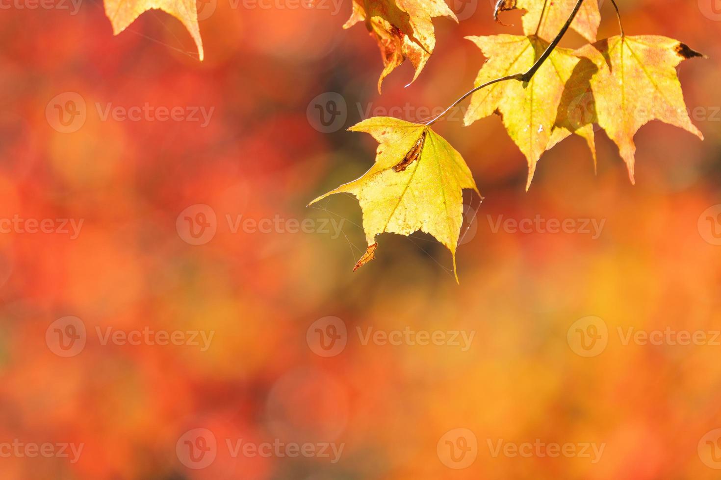 Close up of beautiful maple leaves isolated on bokeh blurry background in autumn season. photo