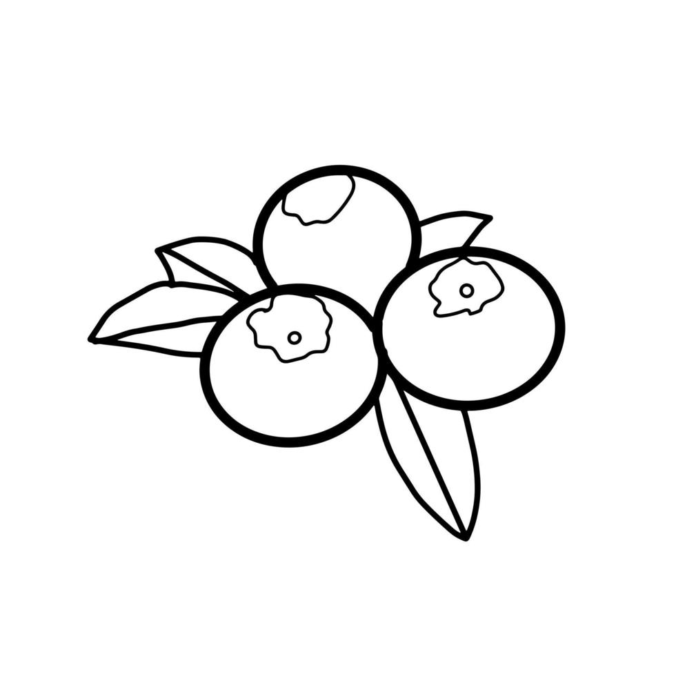 Blueberry food fruit flavor Hand drawn organic line Doodle vector