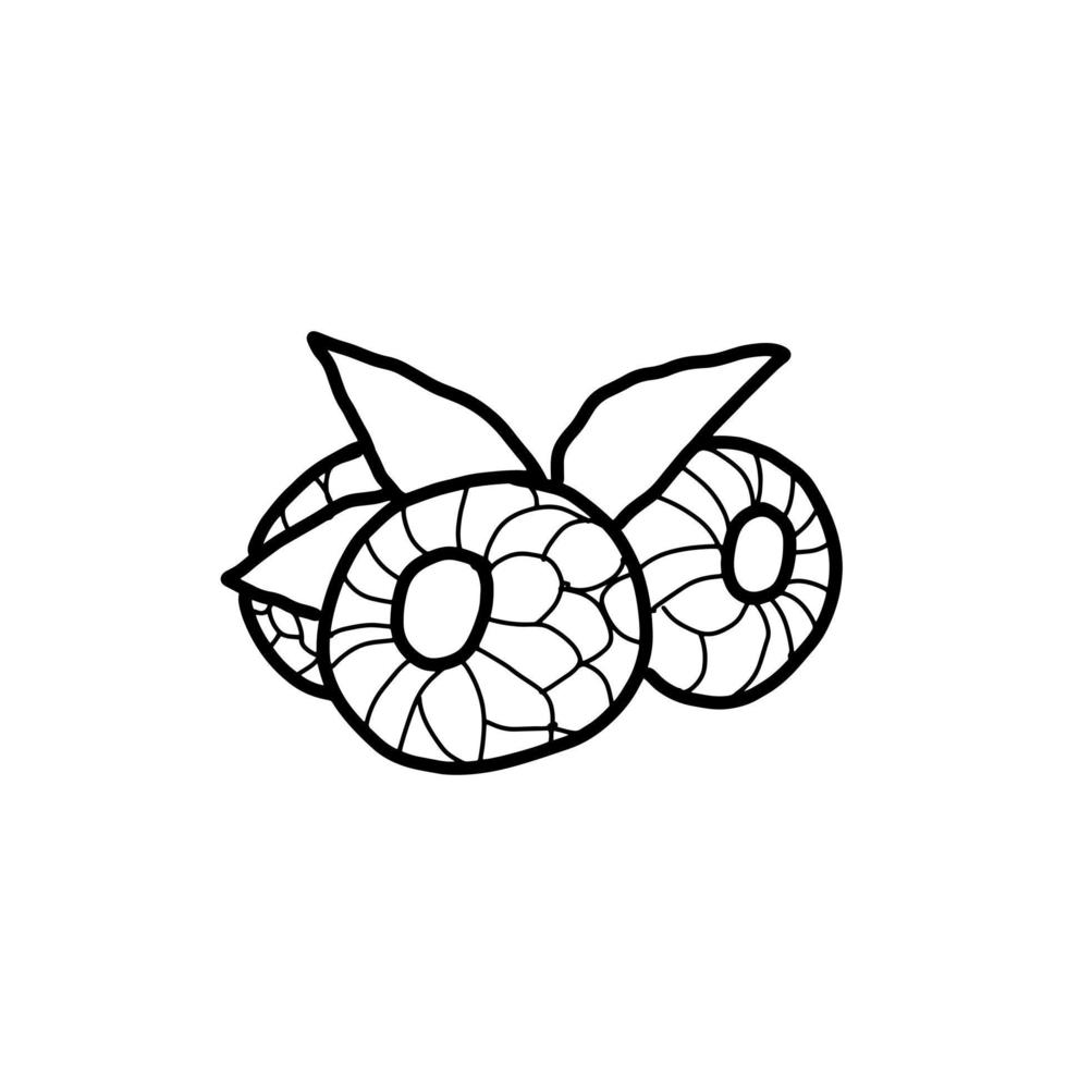 Raspberry fruit food flavor Hand drawn organic line Doodle vector