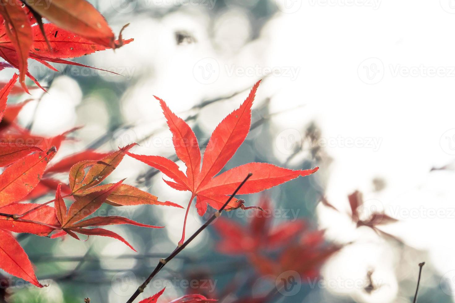 primer plano de hermosas hojas de arce aisladas sobre fondo borroso bokeh en la temporada de otoño. foto