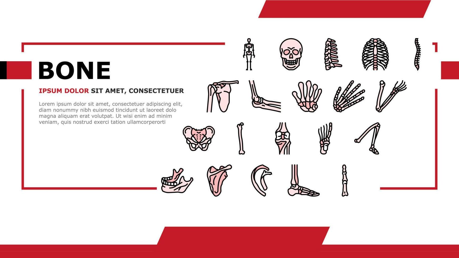 Bone Human Skeleton Structure Landing Header Vector