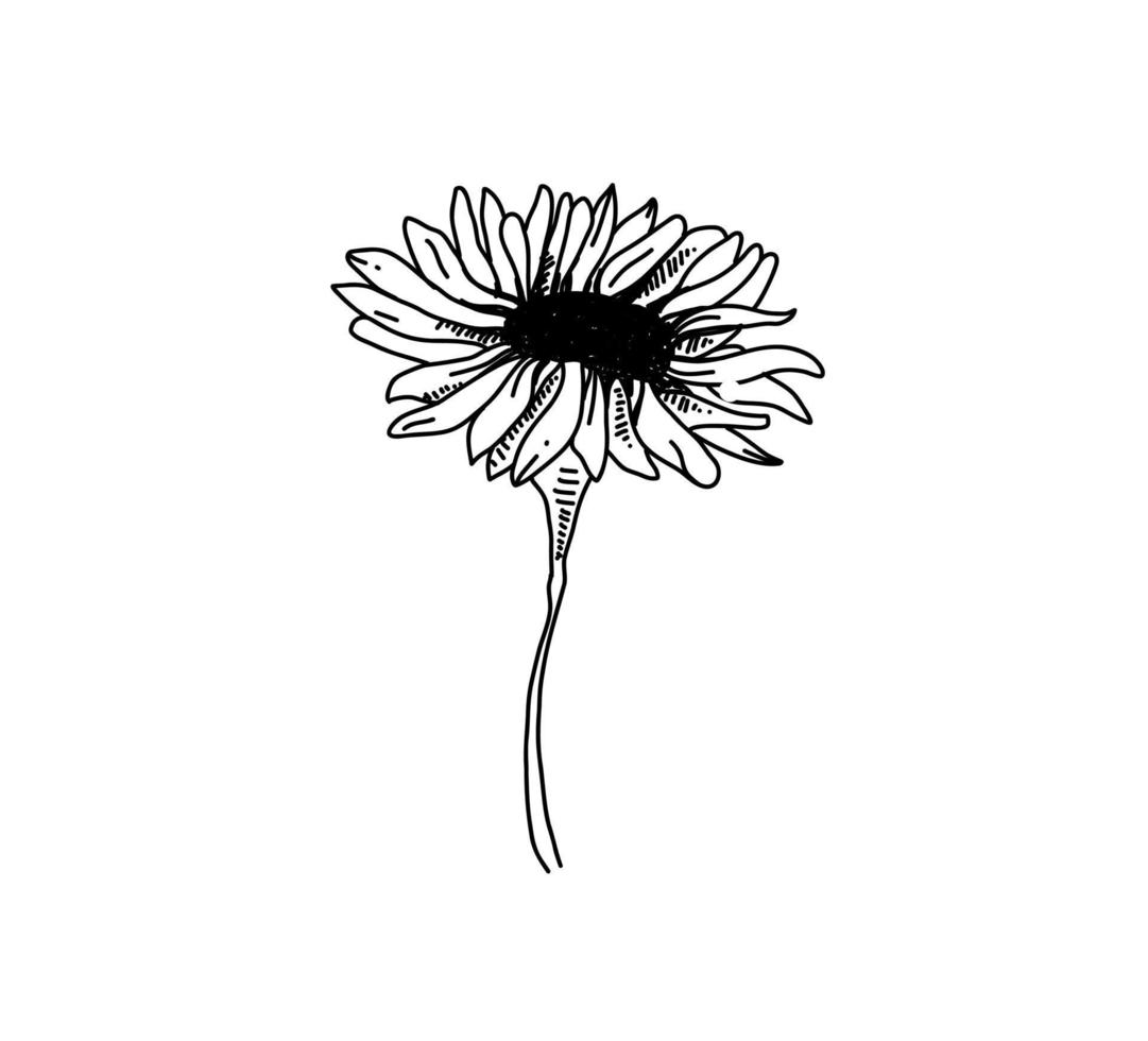 Camellia hand drawn illustration. Botanical vector sketch. Doodle flower. Daisy flower graphic. Plants ink.
