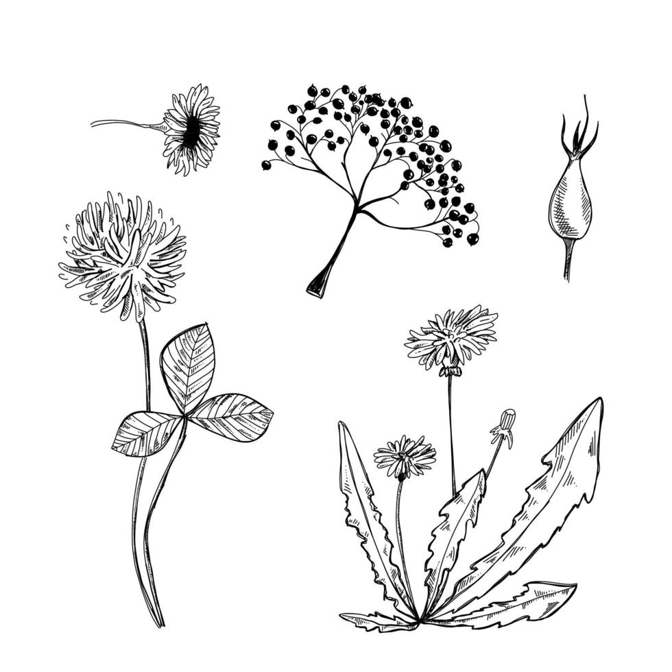 ilustración botánica dibujada a mano. dibujo vectorial de diente de león. flor de trébol de fideos. gráfico de flores de camelia. tinta de rosa mosqueta. vector