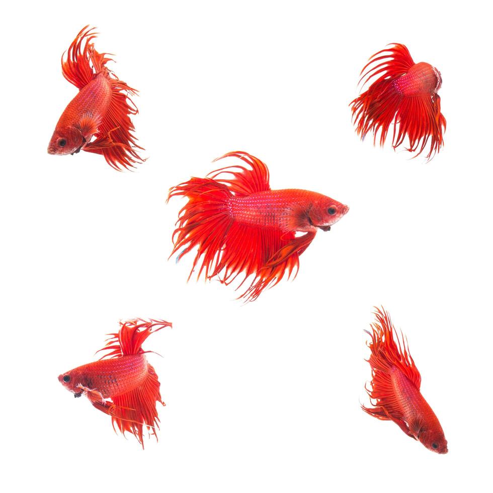 Collection Group of orange red siamese fighting fish, Betta splendens fish on white background photo
