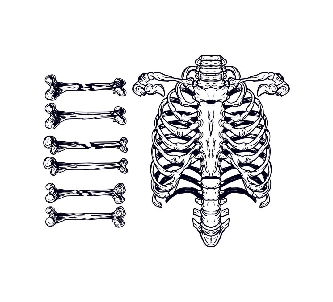 Bone Set Vector