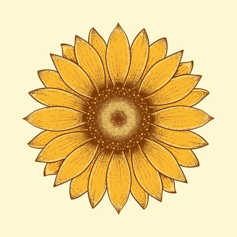 ilustración vectorial de girasol vector