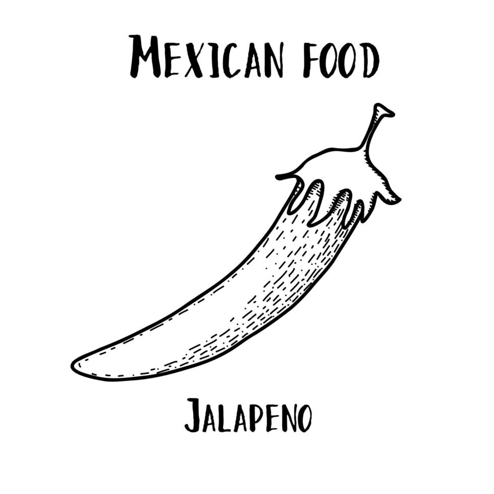 Mexican food. Jalapeno. Hand drawn black and white vector illustration in doodle style.