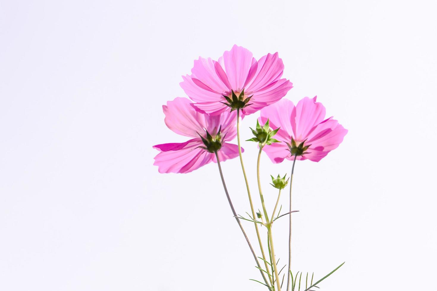 Pink cosmos flower beautiful blooming isolated on white background photo