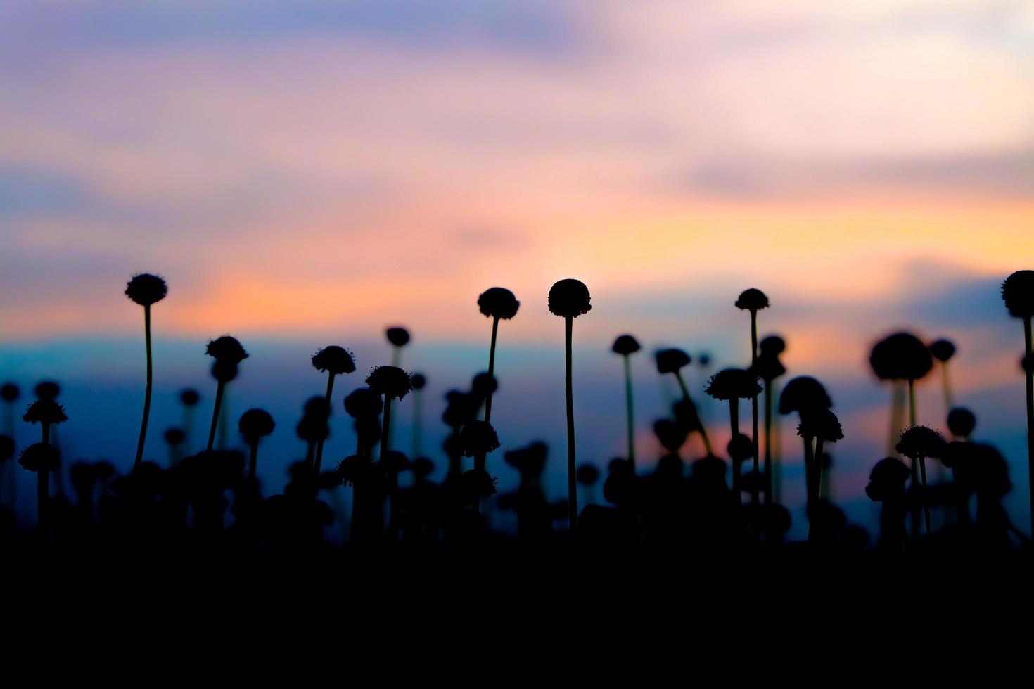 flor de hierba con luz de puesta de sol en el fondo foto