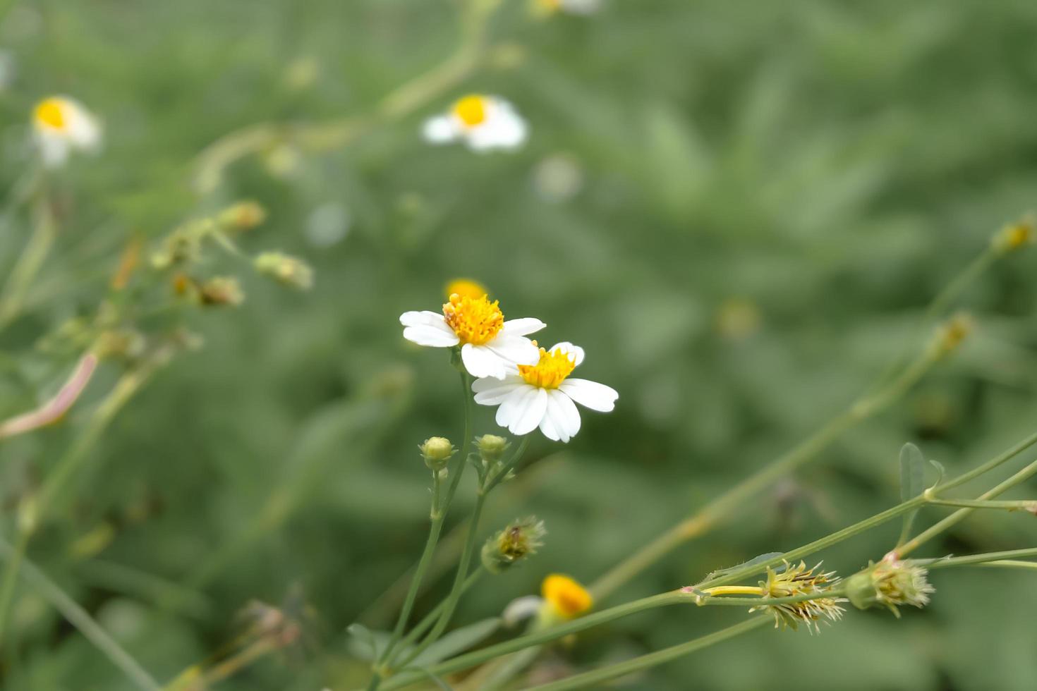 White wild flowers on blurred nature background. photo